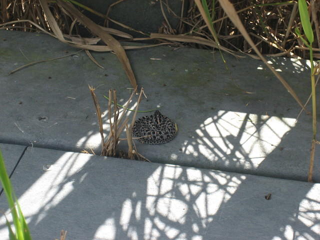 Pygmy Rattlesnake at the Disney Wilderness Preserve.