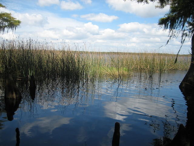 Disney Wilderness Preserve.