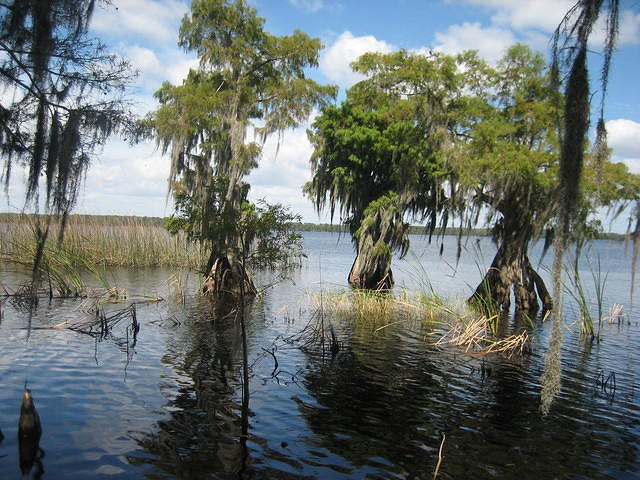 Disney Wilderness Preserve.
