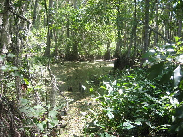 Disney Wilderness Preserve.