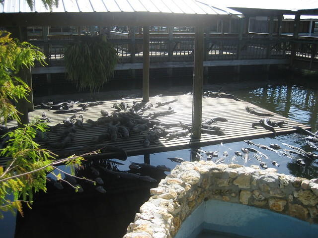 Gatorland residents