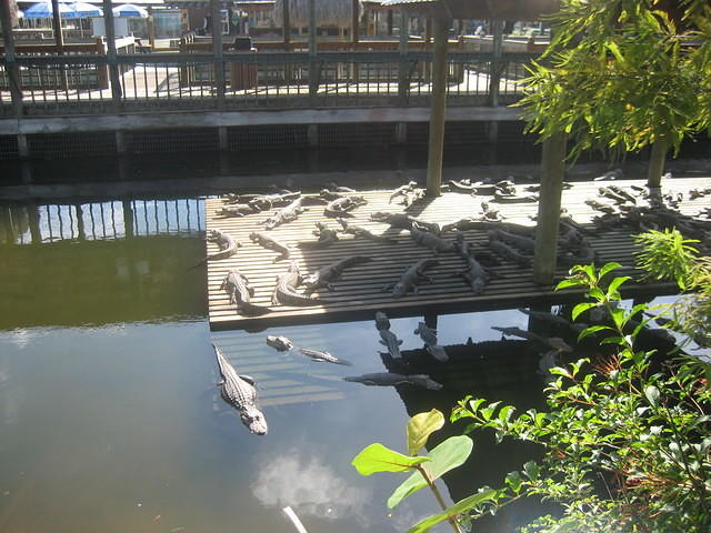 Gatorland residents
