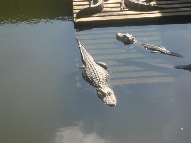Gatorland residents