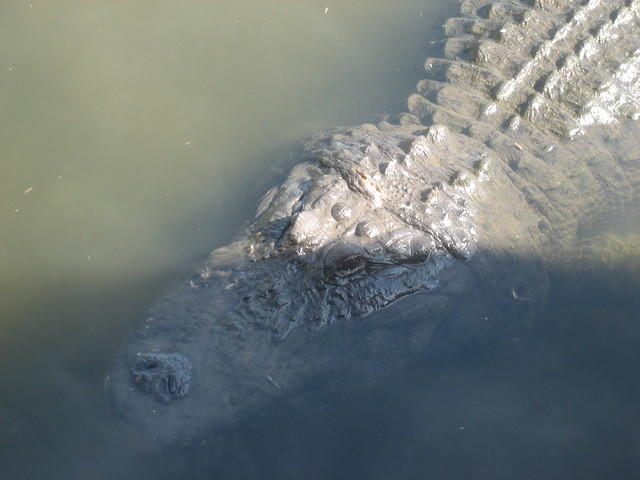 Gatorland residents