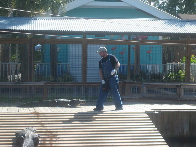 Gatorland Jump-a-roo Show.