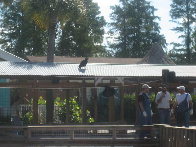 Gatorland Jump-a-roo Show.