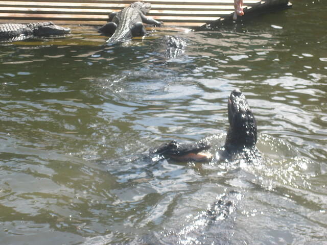 Gatorland Jump-a-roo Show.