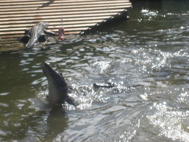 Gatorland Jump-a-roo Show.
