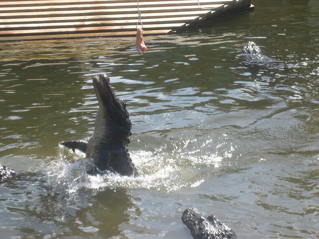 Gatorland Jump-a-roo Show.