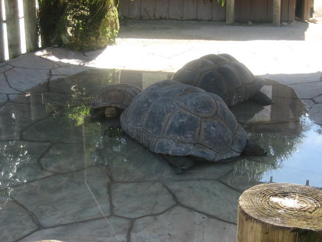 Giant tortoises.