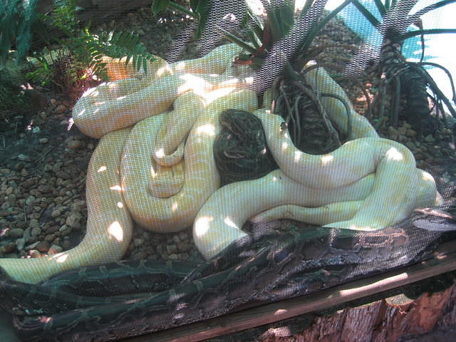 Lots of pythons!