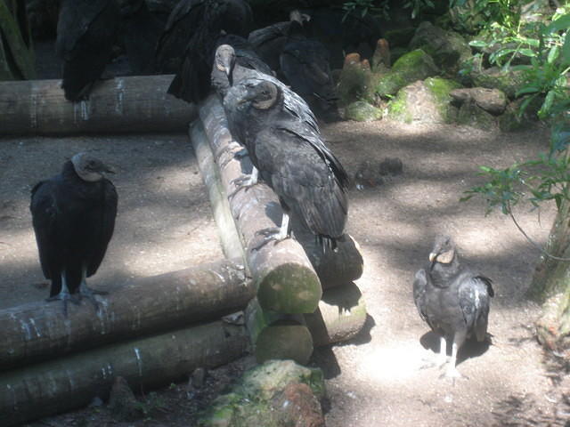 Lots of vultures!