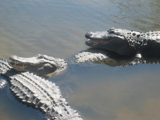 Some of the 130 gators in the breeding swamp.