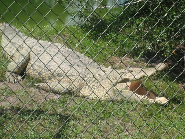 They had some big gators!