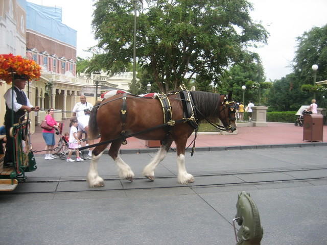 Main Street Taxi horse.