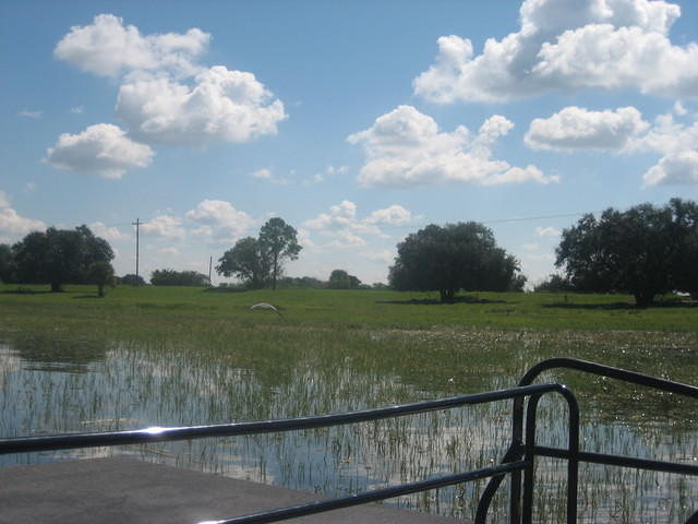 Scenery from our airboat ride.
