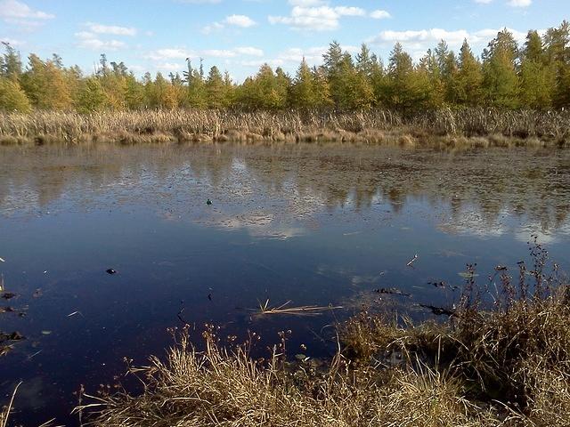 What's left of the bog.