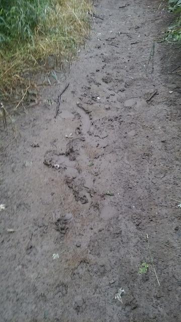 The mud slick where Samuel fell.