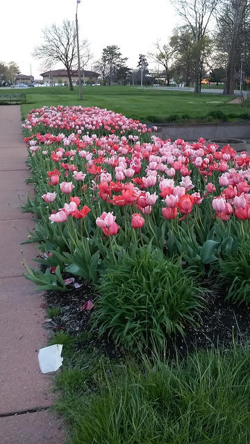 Tulips at The Jewel Box.
