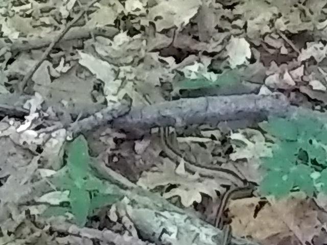 First Wildlife! Small snake!