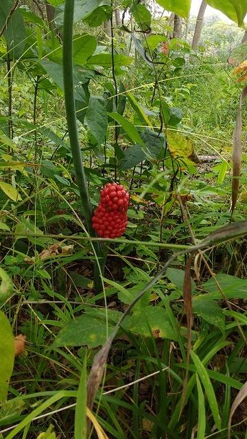 IMG_20170904_111023339