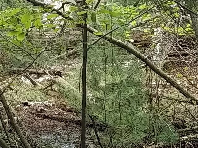 IMG 20190729 104927922