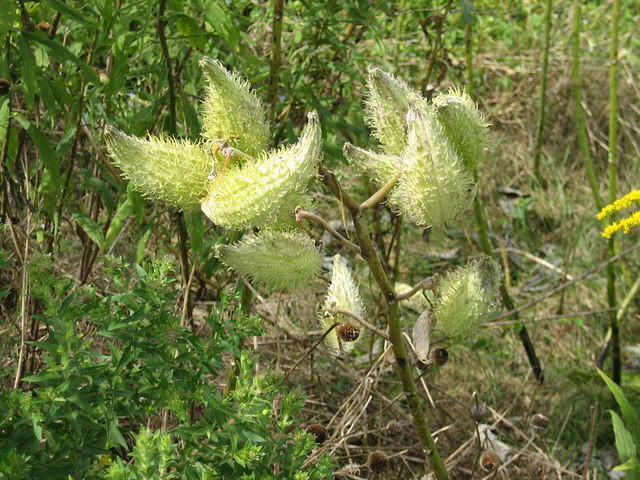 Strange flower at the entrance.