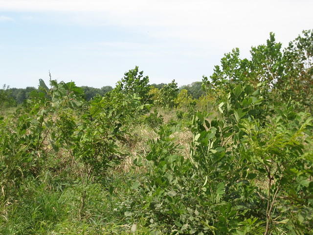 Wabash River bottomlands