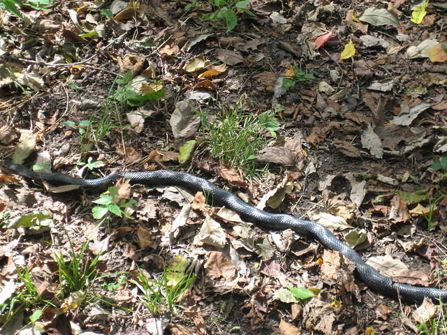 A black rat snake.