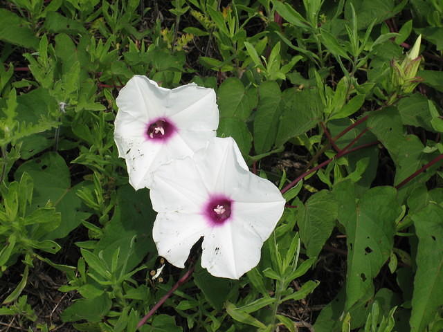 We think these are morning glories. There were lots around.