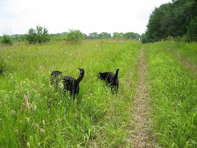 These dogs from the house across the street hiked along with us. They were very friendly.