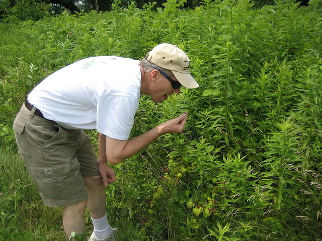 Most of Dan's walk consisted of finding and eating black raspberries.