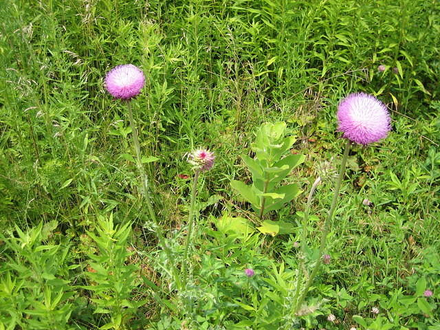 More thistles.