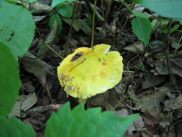 Strange mushrooms. No, we didn't eat them!