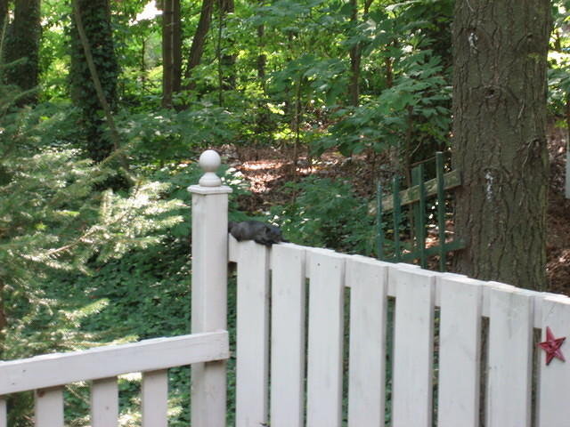One of the black squirrels who came to visit.