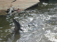 Gatorland Jump-a-roo Show.