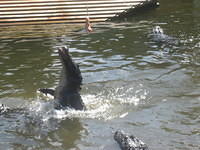 Gatorland Jump-a-roo Show.
