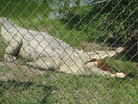 They had some big gators!