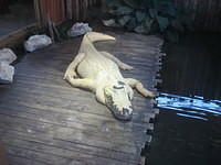 One of the white gators.