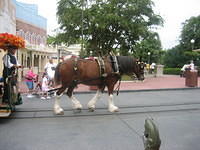 Main Street Taxi horse.