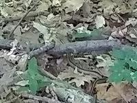 First Wildlife! Small snake!