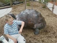 The turtle was so-so.