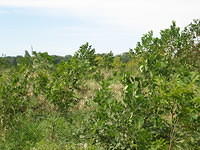 Wabash River bottomlands