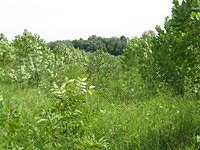 Wabash River bottomlands