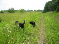 These dogs from the house across the street hiked along with us. They were very friendly.