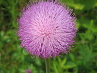 The thistles were HUGE!