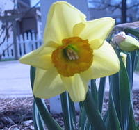 daffodil